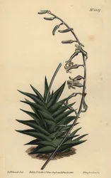 Haworthia viscosa (Aloe à feuilles rigides, Aloe rigida)