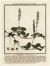 Véronique officinale, Veronica officinalis