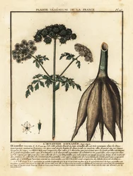 Oenanthe safranée, Oenanthe crocata