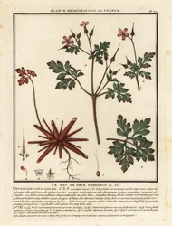 Herbe à Robert, Geranium robertianum