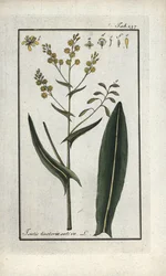 Herbe de Saint-Philippe (Isatis tinctoria sativa). Lithographie de « Afbeelding der Artseny-Gewassen » par Johannes Zorn (1739-1799), Pays-Bas