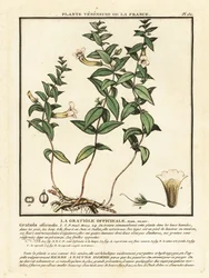 Herbe de grâce, Gratiola officinalis