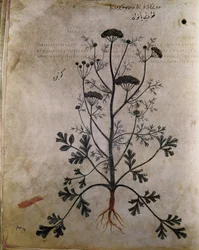 Coriandre des herbiers