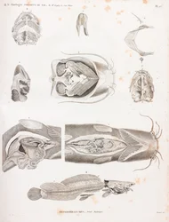 Hétérobranches, détails anatomiques