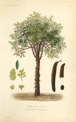 Févier à trois épines