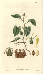 Houttuynia avec des fleurs blanches, avec des détails des fruits, pistil et étamines. Variété native d