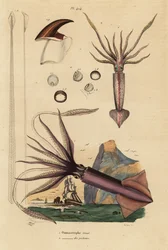 Calmar de Humboldt, Dosidicus gigas, et calmar volant européen, Todarodes sagittatus