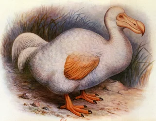 Illustration/Didus solitarius/Dodo blanc de la Réunion/Solitaire
