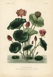 Nelumbo élégant