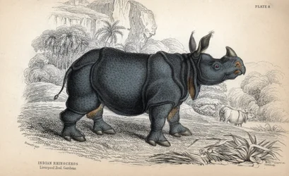 Rhinocéros indien (Rhinoceros unicornis ou indicus), espèce en danger. Gravure sur cuivre par William Lizars, d