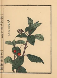 Ardisia japonaise ou Chirimen marlberry, Ardisia japonica. Gravure sur bois colorée par Kono Bairei de Kusa Bana Hyakushu (Cent Variétés de Fleurs), Tokyo, Yamada