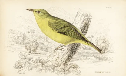 Zostérops de Java, Zosterops flavus (Zostérops jaune, Zosterops flava). Gravure sur acier coloriée à la main par William Lizars d