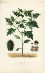 Stramoine, Datura stramonium