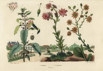 Plante Joséphine, Josephinia imperatricis 1 et orpins, espèces de Crassula 2,3