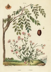 Jujube ou datte chinoise, Ziziphus jujuba 1, et giroflée de Virginie, Malcolmia maritima 2