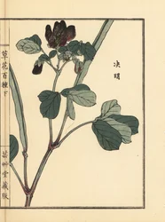 Ketsumei, séné chinois ou sicklepod, Senna obtusifolia. De Kusa Bana Hyakushu (Cent Variétés de Fleurs), Tokyo, Yamada