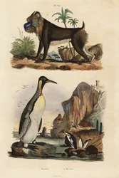 Manchot royal, Aptenodytes patagonicus 1, et mandrill, Mandrillus sphinx, vulnérable, 2
