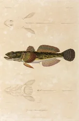 Gobius knout, mer Noire
