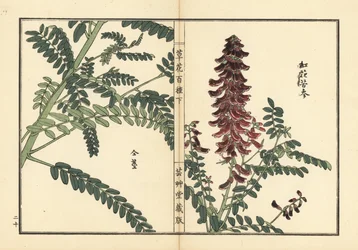 Kouka ou kujin, Sophora flavescens. Racine utilisée en médecine chinoise comme ku shen. De Kusa Bana Hyakushu (Cent Variétés de Fleurs), Tokyo, Yamada