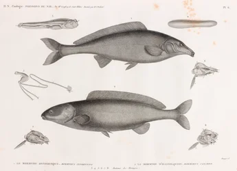 Le Mormyre Oxyrhynque & Le Mormyre D