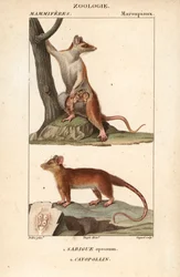 Le sarigue ou opossum et le cayopollin