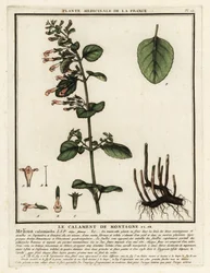 Calament népéta, Clinopodium nepeta