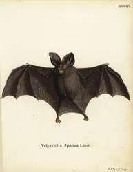 Petite fausse chauve-souris vampire, Megaderma spasma. Vespertilio spasma Linn. Gravure sur cuivre en couleur par Hermann Jakob Tyroff de l