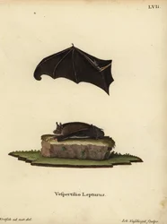 Petite chauve-souris à ailes en sac, Saccopteryx leptura. Vespertilio lepturus. Gravure sur cuivre en couleur par Johann Nussbiegel d