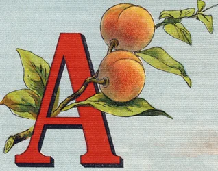 Lettre A : Abricot. Gravure dans "Alphabet de ma petite fille". Bernardin-Béchet et Fils, libraires-éditeurs, Paris, vers 1895. Album incassable sur toile. Bibliothèque des Bébés.