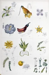 Système de Linné, vers 1850