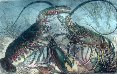 Homard et écrevisse