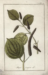 Plat de poivre long (Piper longum)