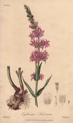 Salicaire (Lythrum salicaria) - Illustration de “Botanique médicale, description des plantes médicinales de Londres, Édimbourg et Dublin” par John Stephenson et James Morss Churchill