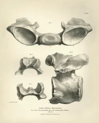 Vertèbre lombaire de Macrauchenia, un animal préhistorique, trouvée par Charles Darwin lors de son voyage d