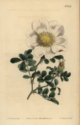 Rose de Macartney, Rosa bracteata