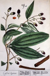 Cannelle de Malabar