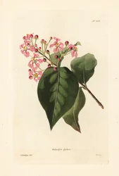 Malpighia glabra