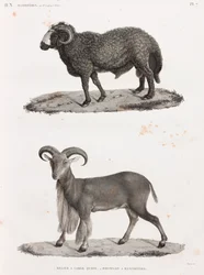 Mammifères : un bélier à grande queue et un mouflon à manchettes