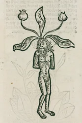 Mandragore