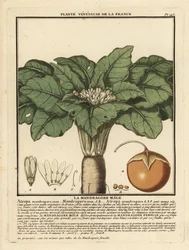Mandragore, Mandragora officinarum