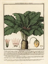 Mandragore, Mandragora officinarum
