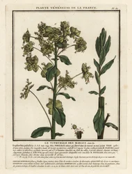 Euphorbe des marais, Euphorbia palustris