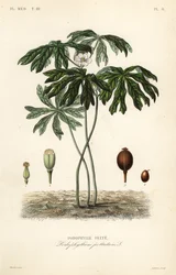 Podophylle pelté, Podophyllum peltatum
