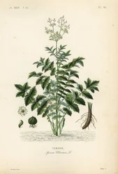 Ulmaire