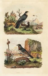 Faucon émerillon, Falco columbarius, et fauvette de Moltoni, Sylvia subalpina