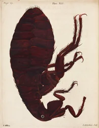 Microscopie