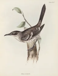 Moqueur, Îles Galápagos, vers 1832-1836