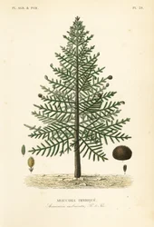 Araucaria du Chili, Araucaria araucana