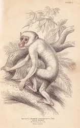 Macaque maure, Macaca maura (Macacus maimon brachyurus). Maimon blanc, considéré comme un jeune albinos. Gravure sur acier coloriée à la main par Lizars, d