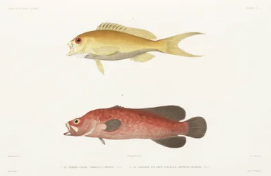 Mérou savonneux et Anthias rubis